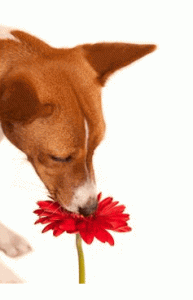 dog sniffing flower